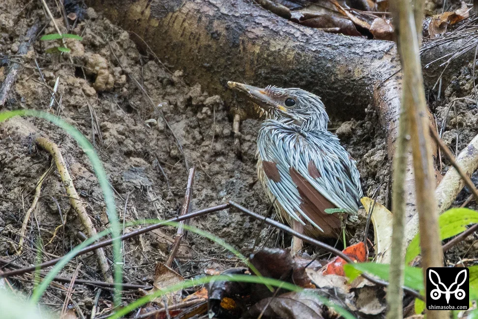 リュウキュウアカショウビン