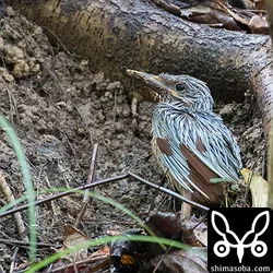 救助から3日目のアカショウビンのヒナ