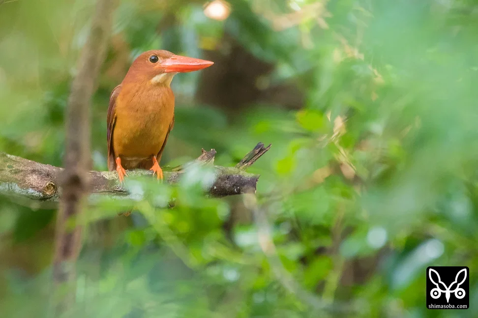 リュウキュウアカショウビン