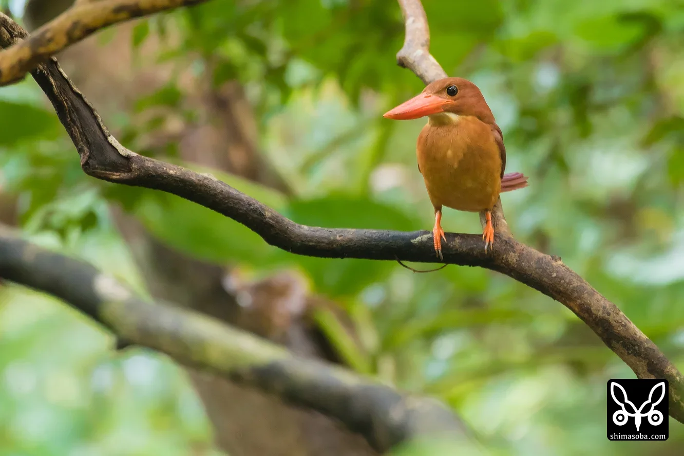 リュウキュウアカショウビン