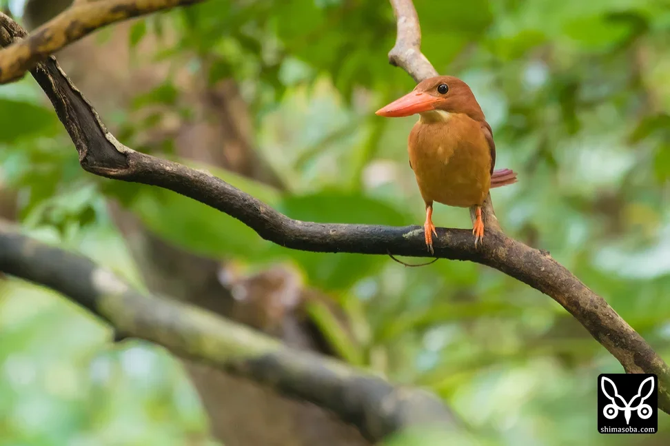 リュウキュウアカショウビン