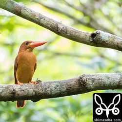 リュウキュウアカショウビン
