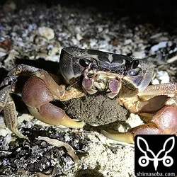 満月の夜、カニの産卵