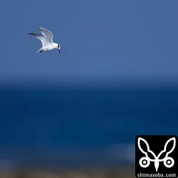 エリグロアジサシ