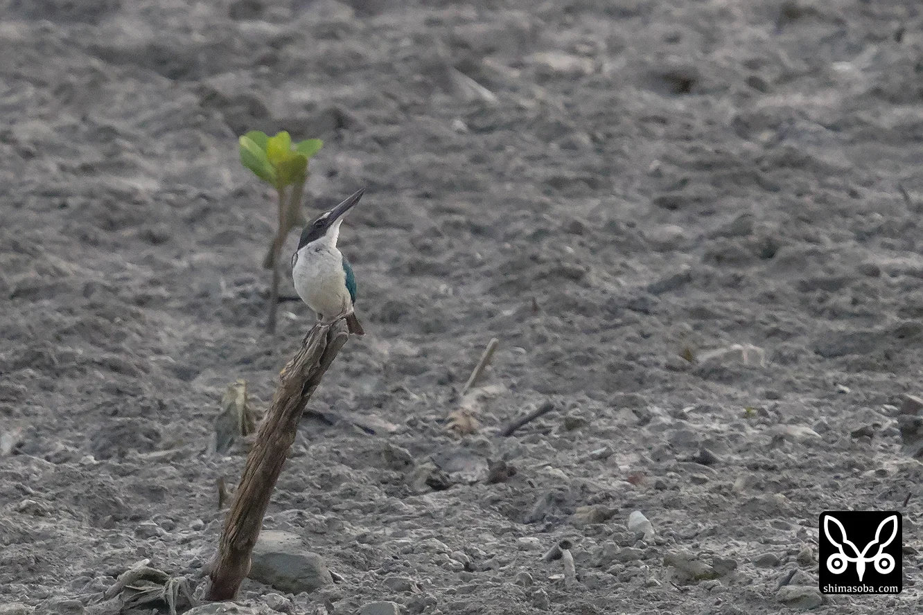 ナンヨウショウビン