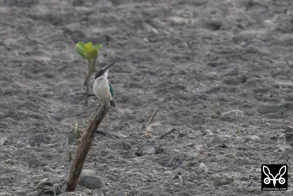 ナンヨウショウビン