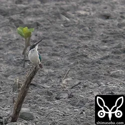 ナンヨウショウビン