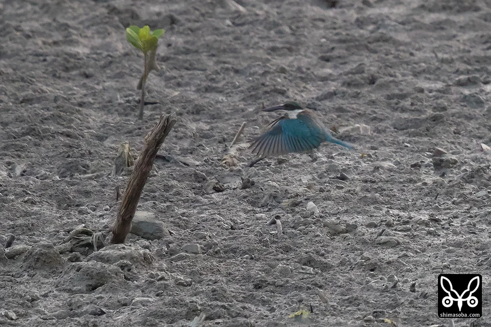 ナンヨウショウビン