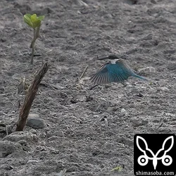 ナンヨウショウビン