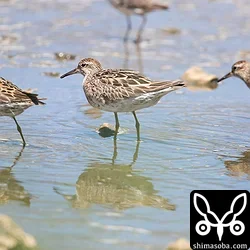 ウズラシギは10羽ほどが水路で餌取り。換羽中です。