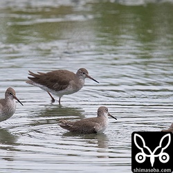 アカアシシギは8羽の群れで三角池にやってきた。