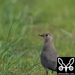 ツバメチドリ