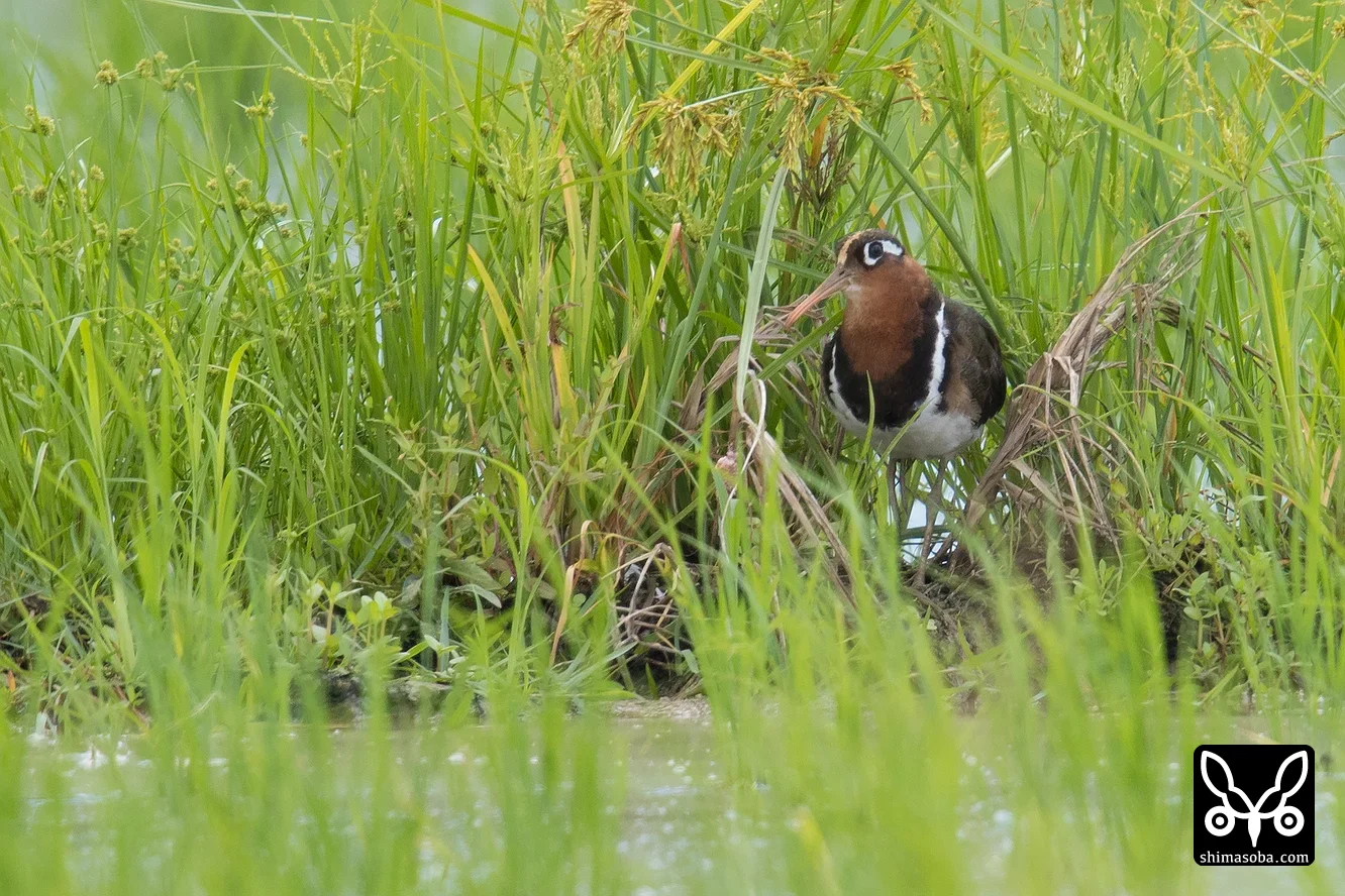 タマシギ