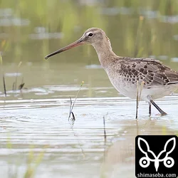 石垣島の田んぼで野鳥観察