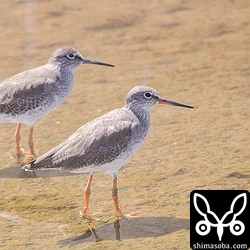 フラッグは外れてメタルリングだけのアカアシシギ成鳥。奥はアカアシシギ第1回冬羽。
