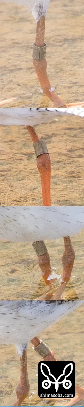 アカアシシギ
