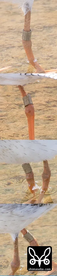 アカアシシギ
