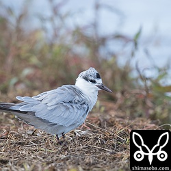 ほとんど冬羽へ換羽したクロハラアジサシ成鳥。残すは初列風切ぐらいか。