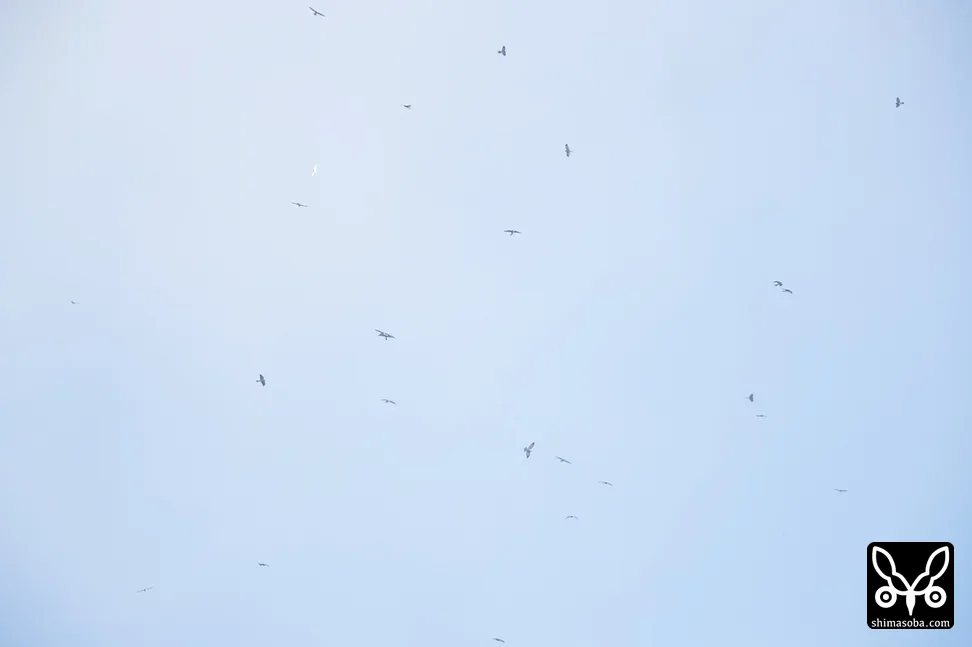アカハラダカ