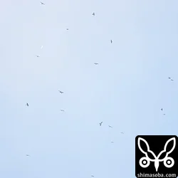 午前8時半ごろ、東の空からアカハラダカの群れが現れた。