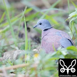 沖縄本島南部でベニバトとシマアカモズ