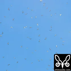 本日最大の群れ。200羽以上のアカハラダカが渦のように舞いながら大きなタカ柱をつくる光景は圧巻。