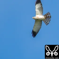 アカハラダカのオス成鳥。朝日に輝く翼は美しくも逞ましく感じられました。