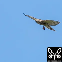 アカハラダカの幼鳥。足にはリュウキュウアブラゼミを掴んでいます。嗉嚢が膨らんでいるので餌は十分に食べているようですが、食べきれない分は長旅の栄養補給の為に携帯していくのでしょうか。