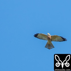 こちらはメスの成鳥。アカハラダカの雌雄は目の色で識別できます。