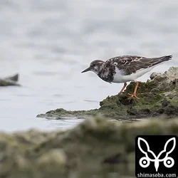 キョウジョシギ幼鳥。