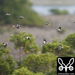 漫湖干潟でねぐら入りするカラムクドリの群れ。
