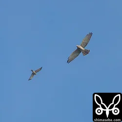 サシバ成鳥(右)とアカハラダカ成鳥のランデヴー。
