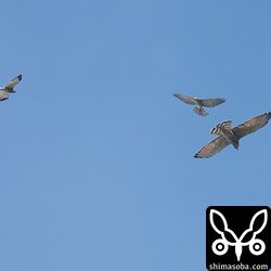 写真を撮っている時は、サシバとアカハラダカのツミが撮れたと思ったのですが、写真をよく見るとサシバの成鳥とアカハラダカの成鳥と幼鳥ですね。^^;