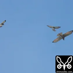 写真を撮っている時は、サシバとアカハラダカのツミが撮れたと思ったのですが、写真をよく見るとサシバの成鳥とアカハラダカの成鳥と幼鳥ですね。^^;