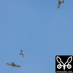 サシバの成鳥2羽とアカハラダカ幼鳥の群れ。大きい方がサシバ。