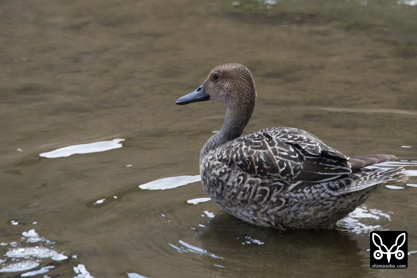 オナガガモ