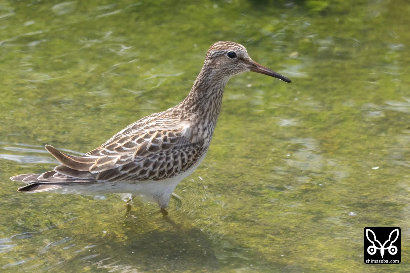 アメリカウズラシギ