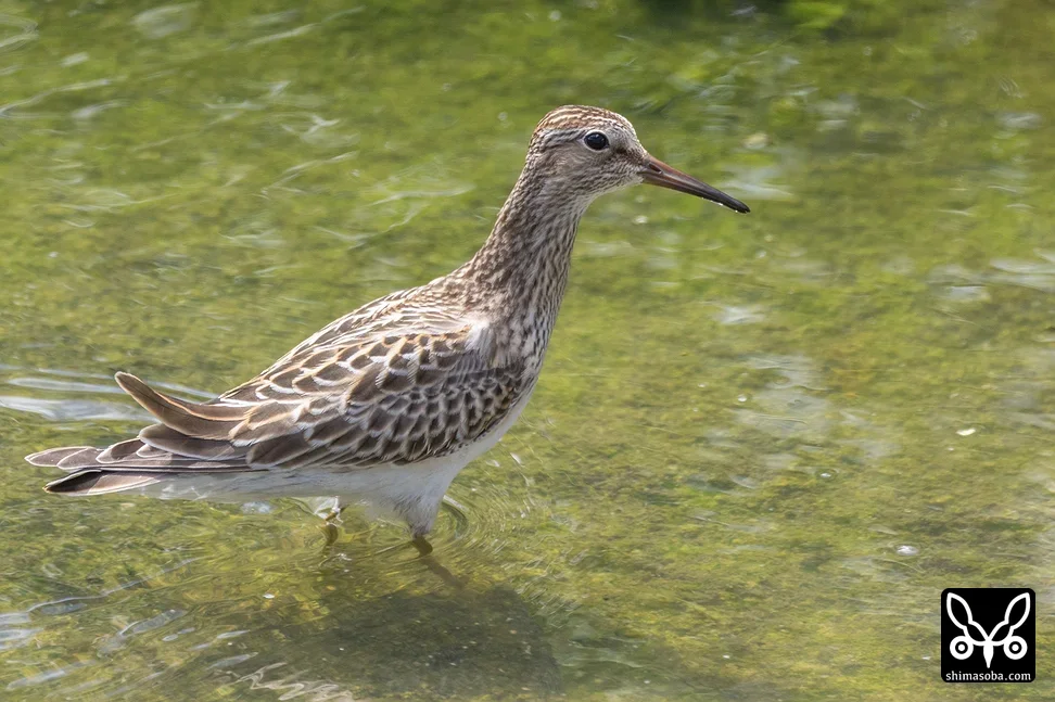 アメリカウズラシギ