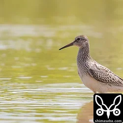 アメリカウズラシギ幼鳥2羽と今季初のハクセキレイ