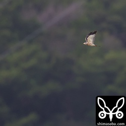 遥か遠くをアカハラダカ成鳥メスが飛んだ。仲間がおらず不安そうな様子。