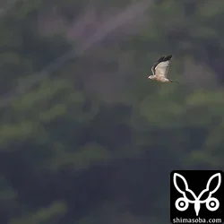 アカハラダカ