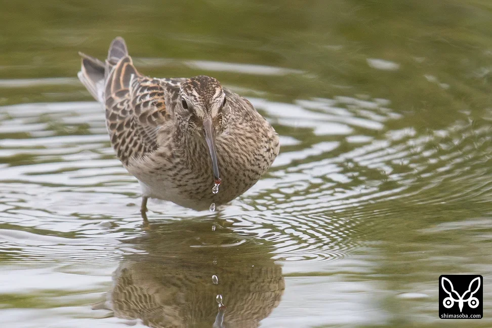 アメリカウズラシギ
