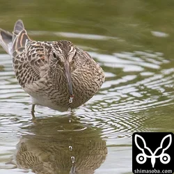 アメリカウズラシギ