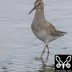 アメリカウズラシギ