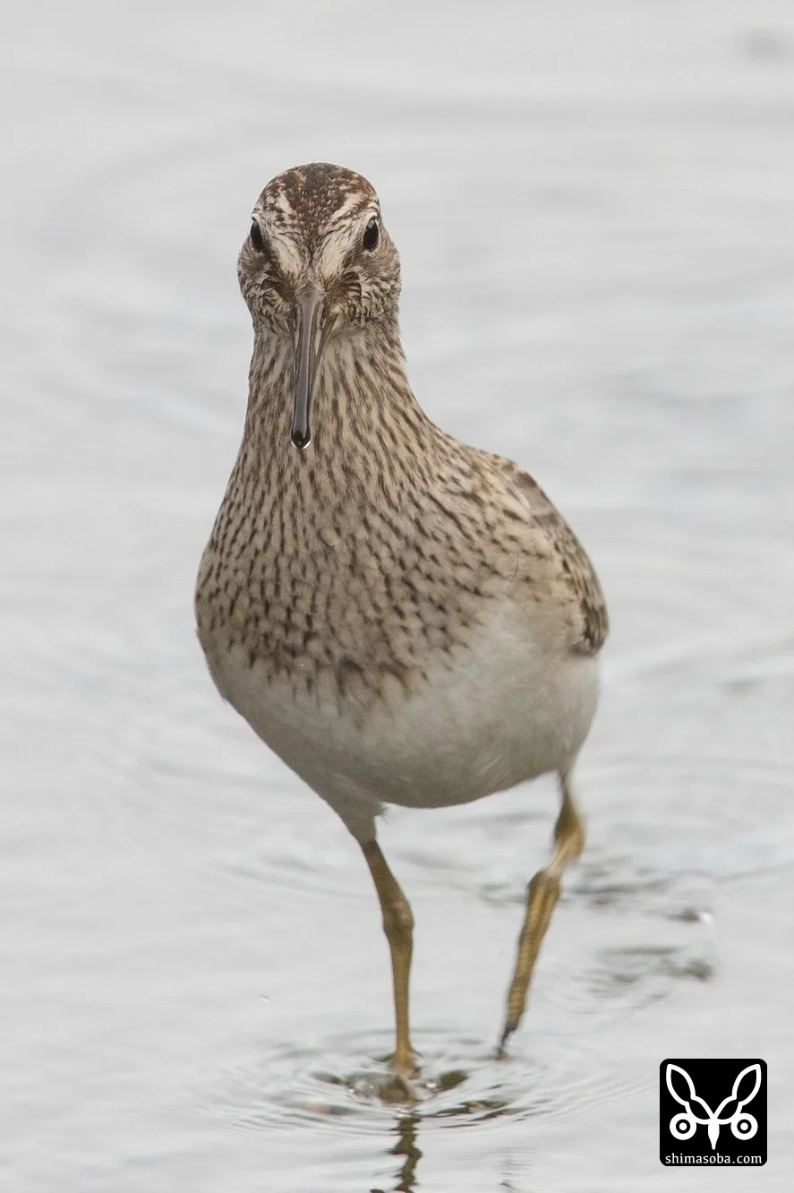 アメリカウズラシギ