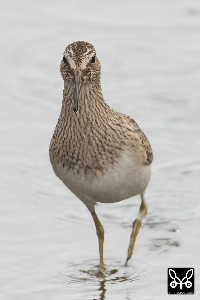 アメリカウズラシギ