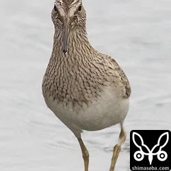 アメリカウズラシギ
