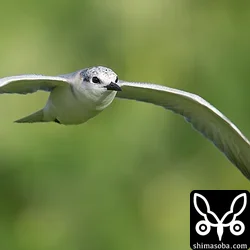 クロハラアジサシ