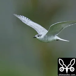 クロハラアジサシ