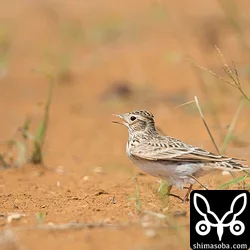沖縄の珍鳥ヒバリ
